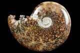 Polished, Agatized Ammonite (Cleoniceras) - Madagascar #97289-1